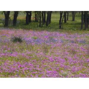  Phlox and Oak Trees in Springtime, Nixon, Texas, USA 