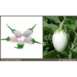 Nature Seeds Eggshape White Eggplant / Brinjal 40 Vegetable Gardening 