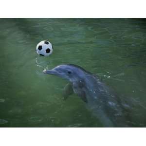  A Bottlenose Dolphin Approaches a Soccer Ball Stretched 