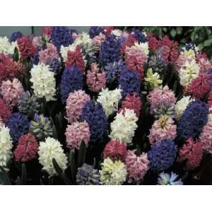  Close Up of Various Hyacinthus Orientalis Flowers 