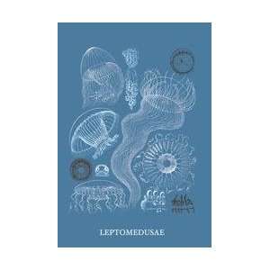  Jellyfish Leptomedusae 24x36 Giclee