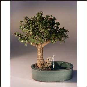 Baby Jade Bonsai Tree/Water Bonsai Pot  Grocery & Gourmet 