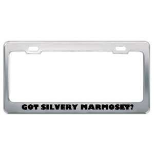 Got Silvery Marmoset? Animals Pets Metal License Plate Frame Holder 