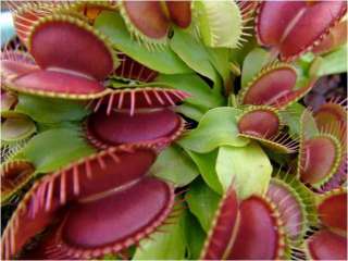Dionaea Typical Form   venus fly trap   10 seeds  