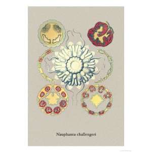   Animals Giclee Poster Print by Ernst Haeckel, 24x32