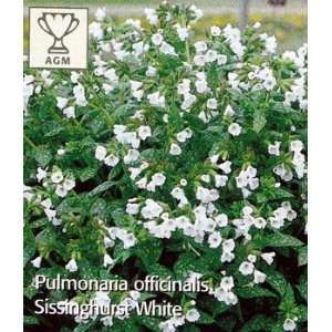   Sissinghurst White Pulmonaria   Lungwort Plant Patio, Lawn & Garden
