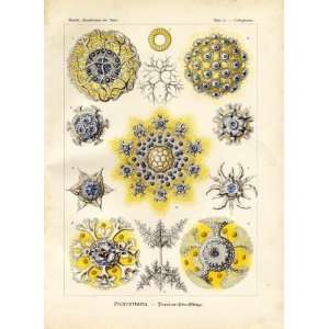  Ernst Haeckel 1904   Polycyttaria   Artforms of Nature 