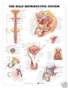 Male Reproductive System Anatomical Chart/Charts/Model  