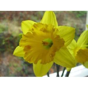 14 Large Yellow Mando Daffodil Flower Bulbs  Grocery 