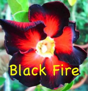 LIVE BIG SPECIMEN Taiwan Adenium obesum BLACK FIRE # 14  