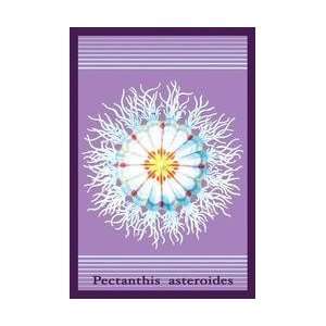    Jellyfish Pectanthis Asteroides #2 24x36 Giclee