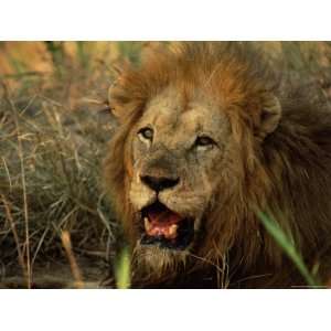 Close Up of Male Lion (Panthera Leo), Mala Mala Game Reserve, Sabi 