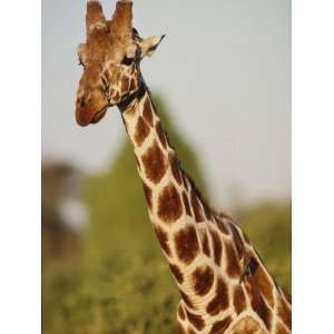 Reticulated giraffe sticks his neck out, Kenya, Africa 
