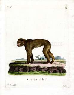 1775 SCHREBER FANTASTIC BEASTS #4b Barbary Macaque  