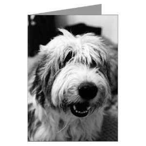 Smiling Old English Sheepdog Greeting Cards Funny Greeting Cards Pk of 