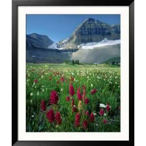  Paintbrush in Uinta National Forest, Wasatch Mountains 