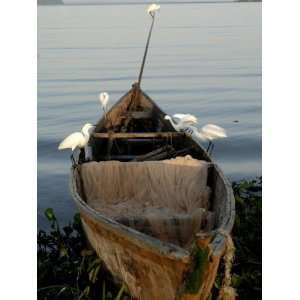  Egrets, Bugala Island, Lake Victoria, Uganda, East Africa 