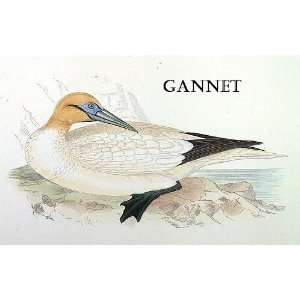 Birds Gannet Sheet of 21 Personalised Glossy Stickers or 