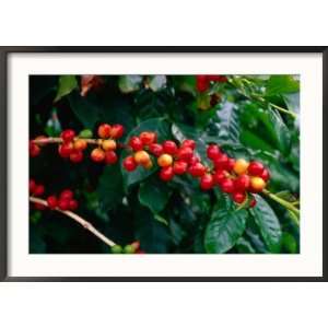  The Red Coffee Cherry, Arabica Typica, Honaunau, Hawaii 