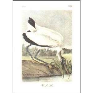  Wood Ibis Poster Print