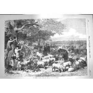   1870 Scene Paris Cattle Sheep Bois De Boulogne France