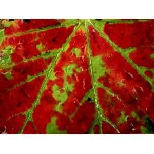  Close View of an Autumn Leaf National Geographic 
