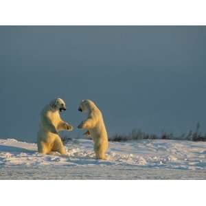  Two Male Polar Bears Playfully Wrestle to Help Hone 