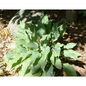  Twilight Time Hosta Patio, Lawn & Garden