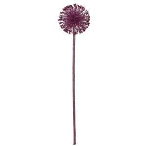   Torre & Tagus Allium Holiday Burst Single, Stem Purple