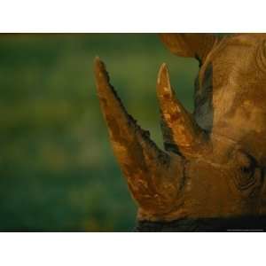  Close View of the Two Horns on a Southern Black Rhinoceros 