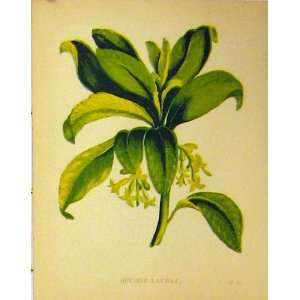  Spurge Laurel Green Plant C1880 Colour Botanical Print 