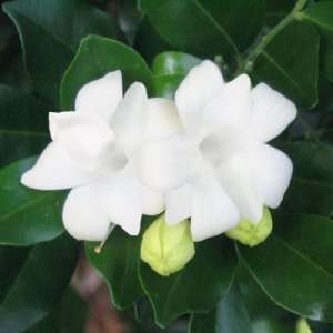  tropical plants are the same white flowers used to create Hawaiian 