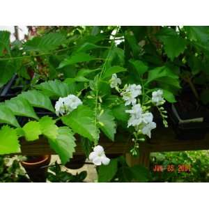  White Duranta Patio, Lawn & Garden