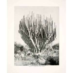 Mexico Organos Cactus Oaxaca Botanical Indigenous People Animals Rock 