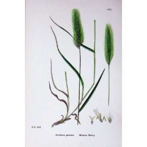 Botany Plants C1902 Meadow Barley Hordeum Pratense