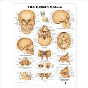  The Human Skull Anatomical Chart 20 X 26 Health 