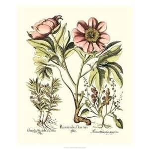  Basilius Besler   Framboise Floral II Giclee