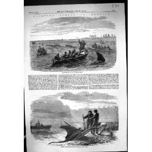 1858 America Chasing Devil Fish Carolina Hunting Fishing Boats Antique 