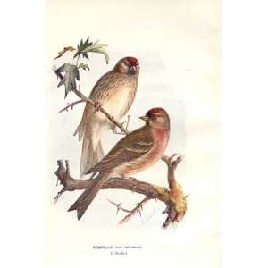  Redpolls By E Truck Wild Birds Print 1903