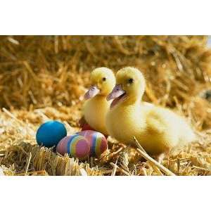  Pair of Ducklings with Easter Eggs   Peel and Stick Wall 