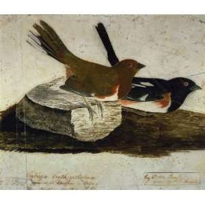   John James Audubon   24 x 20 inches   Towhee Bunting