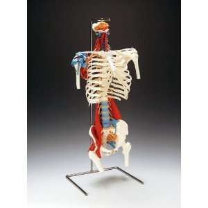 Skeletal Torso with Flexible Spine  Industrial 