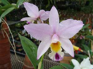 Orchid Plant Lc. Star Parade Volcano Queen flowering size in a 4 