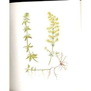  Perrin Ltd Ed 1914 Crosswort & LadyS Bedstraw