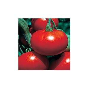    Organic Red Calabash Slicing Tomato Plant Patio, Lawn & Garden