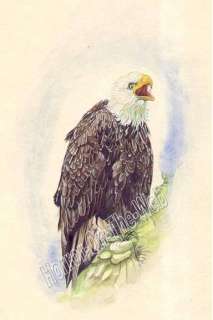 Bald Eagle S1 Canvas Art