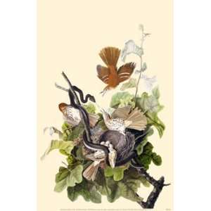  VINTAGE MASTERPRINT POSTER * Audubon Society Brown 