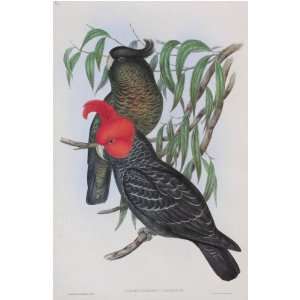 John J Gould   Gang Gang Cockatoo #14 13 x 19 inch Birds of Australia 