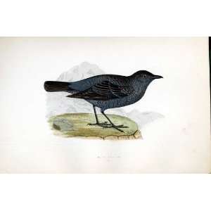  Blue Thrush Bree H/C 1875 Old Prints Birds Europe
