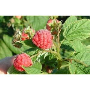  Canby Thornless Raspberry Fruit Seed Pack BULK 500 Seeds 